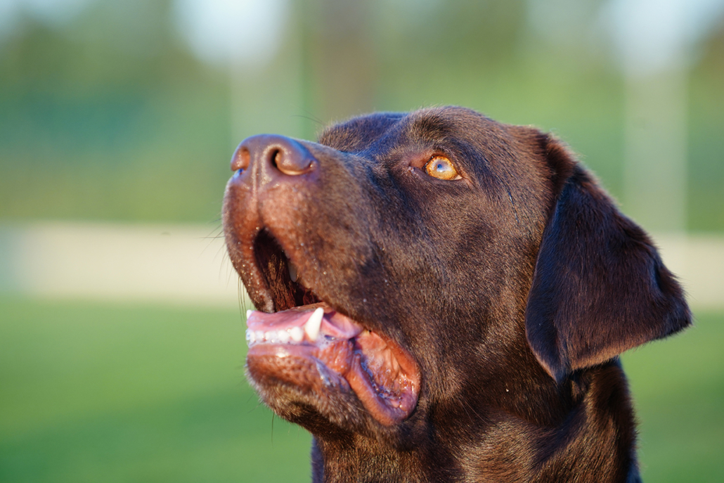 L’avvelenamento del cane