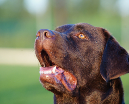 L’avvelenamento del cane