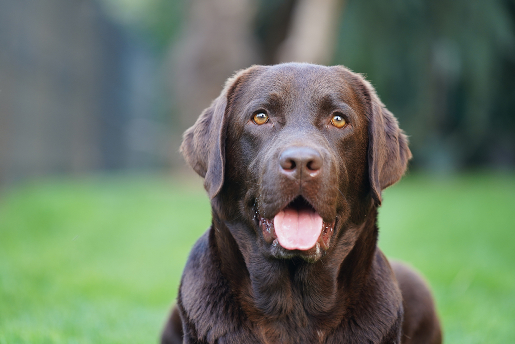 la cataratta del cane che, come per noi esseri umani, nell’età matura può presentarsi e ridurre sensibilmente la vista