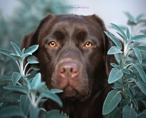 labrador femmina