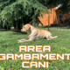 Area sgambamento cani: cos’è e come comportarsi