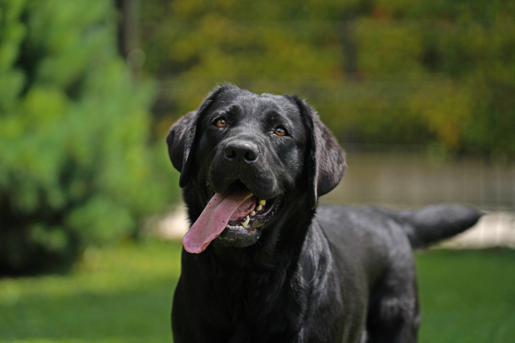 calore o estro del cane femmina